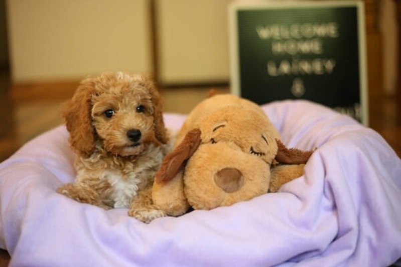 Understanding Pet Screening in Florida
